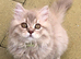 4 Beautiful British Long Haired Kittens for sale.