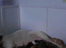Beautiful staffy puppies looking for there forever loving home