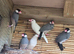 8 java finches