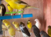Raza canaries for sale in Eastbourne
