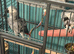 North Dorset Parrot Rescue