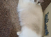 Just 3 Left Beautiful Ragdolls