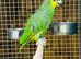 Amazon parrot