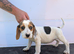 READY NOW Gorgeous Beagle puppies