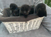 Scottish fold and straight kittens