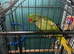 Parrot rescue