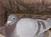 Racing pigeons
