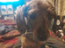 Miniature dacshund