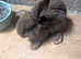 Chocolate brown mini lop buck 8 weeks old