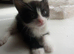 Nice kitten
