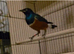 Superb starling