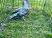 Colour racing pigeons