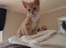 Ginger boy