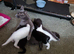 Kittens For sale