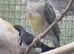 This years baby gouldian finches