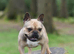 French Bulldog Kc reg Dna tested Clear