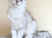 GCCF Registered Shaded Kittens