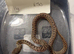 Royals plus other snakes 50% off everything f or black Friday