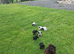 Reduced. Working cocker puppies ready now.
