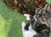 Gorgeous kittens