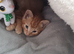 lovely kittens