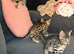 Bengal kittens mum & dad owned by us