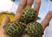 Baby horsefield tortoises for sale