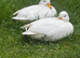 Call ducks