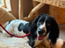 Beautiful black and white cocker spaniel