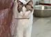 Ragdoll