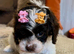 LAST ONE!!! Stunning Curly Toy Cavapoo from health tested parents READY NOW!!
