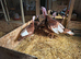 Turkey breeding group