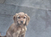 Lovely red spaniel pups