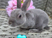 Baby mini rex looking for homes