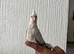Hand tame baby cockatiel