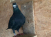 Black cock racer racing pigeon