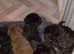6 Beautiful Rillington Bedlington Terrier Puppies
