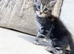 MAINCOON X BENGAL KITTENS READY NOW