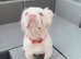 French bulldog full fluffy boy for sale