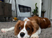 Bubu - one year for STUD