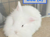 Double Maned Lionheads READY NOW