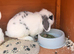 mini lop