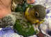 Conures