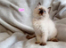 Ragdoll kittens - Exceptional