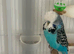 English exhibition show budgie.