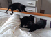 Kittens for sale , 2 boys 2 girls