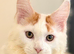 Maine coon kittens