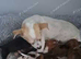 Jackchi x dachshund puppies