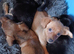 Jackhound Puppies
