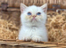 beautiful exotic male kitten